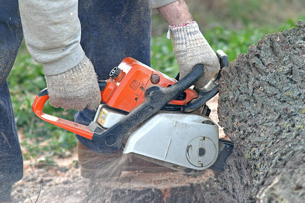 Reliable Kalaeloa, HI Tree Services Solutions