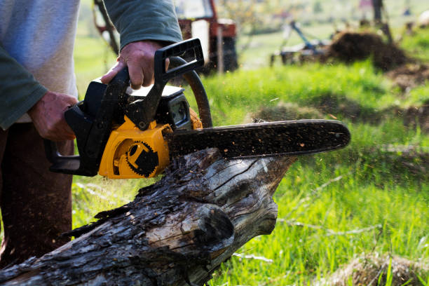 How Our Tree Care Process Works  in  Kalaeloa, HI